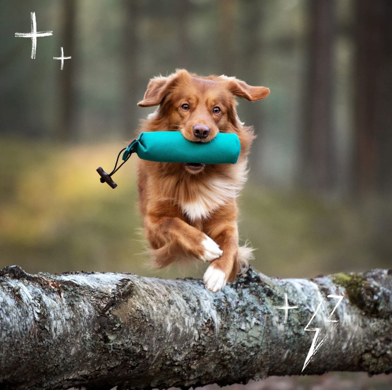 Cobber Inner Goodness - premium Australian dog food with vitamins, minerals and postbiotics